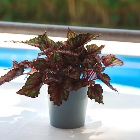 Acogedor Apto Muy Centrico Con Piscina En ساغارو